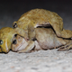 Two smaller male toads compete for mating access to a female
